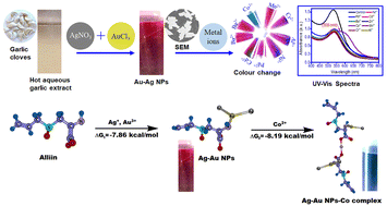 Graphical abstract: Optimized colorimetric detection of cobalt ions (Co2+) using alliin–Ag–Au nanoparticles