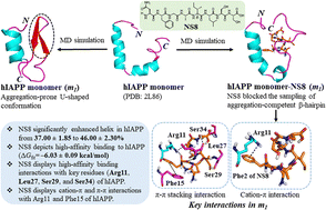 Graphical abstract: Mechanistic insights into the inhibition of hIAPP fibrillation by amyloidogenic core-derived peptide NFGAILSS using computer simulations