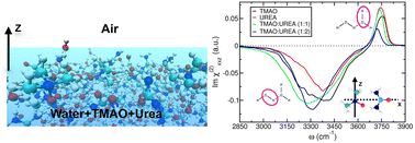Graphical abstract: Effects of trimethylamine N-oxide and urea on the structure of water at liquid–vapor interfaces studied through theoretical vibrational sum frequency generation spectroscopy