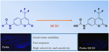 Graphical abstract: Development of a novel fluorescent probe for highly sensitive detection and visualization of HClO in environmental and biological systems
