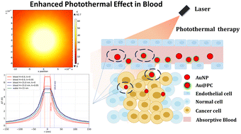 Graphical abstract: Research on the impact of blood absorption on the photothermal effect of nanoparticles with protein corona