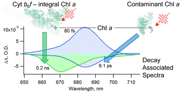 Graphical abstract: Spectral and temporal differentiation between integral and contaminant chlorophyll a in the cytochrome b6f complex
