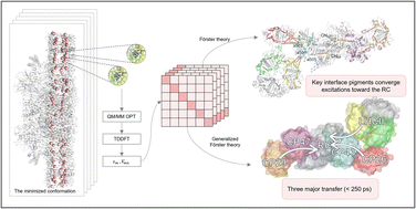 Graphical abstract: Multi-scale simulations of excited-state energy transfer pathways in the C2S2-type PSII–LHCII supercomplex of spinach