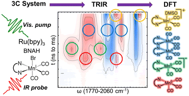 Graphical abstract: Monomer and dimer pathways of earth-abundant manganese tricarbonyl pre-catalysts for CO2 reduction studied by time-resolved IR spectroscopy