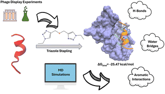Graphical abstract: Triazole-stapled p53 mimetics as MDM2 inhibitors: structural and thermodynamic origin of enhanced binding affinity