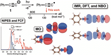 Graphical abstract: Gas-phase negative ion photoelectron spectroscopy and reactivity of phenylacetylide PhCC−