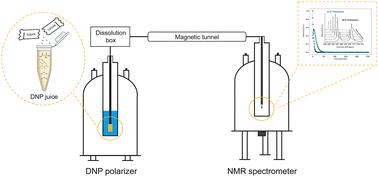 Graphical abstract: Sweet optimization: glucose-vitrified samples for hyperpolarizing glutamine in biological studies