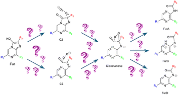 Graphical abstract: Toward a mechanistic understanding of bioluminescence: a theoretical study of furimazine oxidation and luminescence