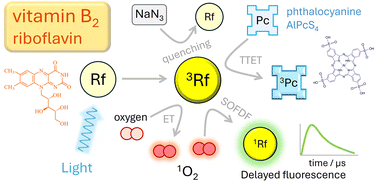 Graphical abstract: Riboflavin – understanding the dynamics and interactions of the triplet state