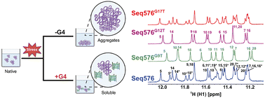 Graphical abstract: NMR-based conformational analysis of DNA G-quadruplex guides mapping essential structure–function relationship in protein chaperoning