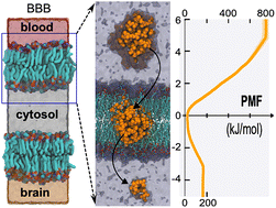 Graphical abstract: Nanoplastics penetration across the blood–brain barrier
