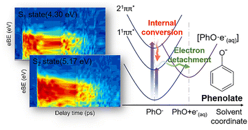 Graphical abstract: Photo-relaxation dynamics of phenolate anions by extreme ultraviolet time-resolved photoelectron spectroscopy in liquid jets