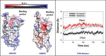 Graphical abstract: Dissecting olfactory receptor binding pocket gating induced by structurally similar odorants furaneol and sotolone through molecular dynamics simulations