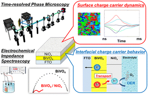 Graphical abstract: Microscopic visualization of NiFeOx and NiOx cocatalyst effects on charge carrier dynamics of BiVO4 photoanodes