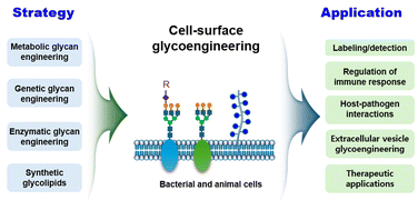 Graphical abstract: Recent advances in cell-surface glycan engineering and its biological applications