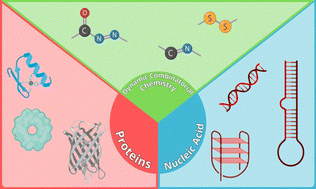 Graphical abstract: Dynamic combinatorial chemistry directed by proteins and nucleic acids: a powerful tool for drug discovery