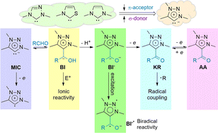 Graphical abstract: Organocatalysis promoted by 1,2,3-triazolylidenes (MICs): carbenes which make a difference