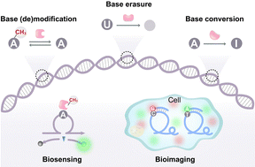Graphical abstract: High-performance bioimaging and biosensing via nucleobase-editing enzymes