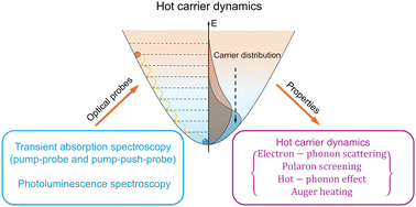 Graphical abstract: Optical probes of hot carriers in halide perovskites