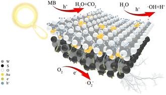 Graphical abstract: Enhancement of Z-scheme behavior by coupling local WO3−x–WS2 with Au nanoparticles for efficient photoelectrochemical degradation of methylene blue