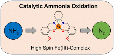 Graphical abstract: Catalytic ammonia oxidation mediated by high-spin Fe(iii) complex: combined experimental and DFT study