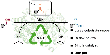 Graphical abstract: Single-enzyme redox-neutral oxidation of alcohols to carboxylic acids using alcohol dehydrogenases