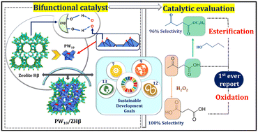 Graphical abstract: Redox–acid cooperative bifunctional catalysts comprising dilacunary phosphotungstates and zeolite Hβ for the synthesis of n-butyl levulinate and succinic acid