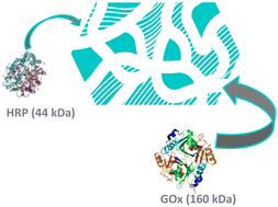 Graphical abstract: Co-immobilization of enzyme conjugates on monolithic hierarchical large-pore mesoporous silica for efficient cascade reactions