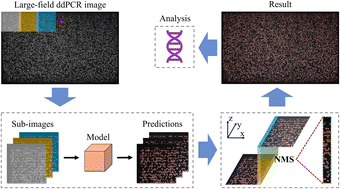 Graphical abstract: Lightweight target detection for large-field ddPCR images based on improved YOLOv5