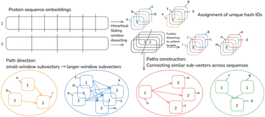 Graphical abstract: MAAPE: a tool for modular evolution analysis of protein embeddings