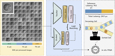 Graphical abstract: Real-time cell sorting with scalable in situ FPGA-accelerated deep learning