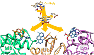 Graphical abstract: Binding of potential antitumor Casiopeínas® to small proteins