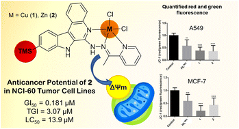 Graphical abstract: Physical properties and cytotoxicity of Cu(ii) and Zn(ii) complexes with a TMS-substituted indolo[2,3-c]quinoline-derived Schiff base