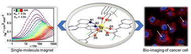 Graphical abstract: A difunctional Dy(iii) complex exhibiting single-molecule magnet behaviour and fluorescent cellular imaging