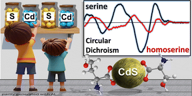 Graphical abstract: Cadmium sulfide quantum dots functionalized with serine, proline, and aspartic acid homologs to study the influence of ligand size on the induced circular dichroism