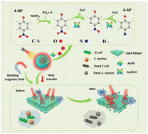 Graphical abstract: Magnetic Fe3O4@AuPd/PDA nanospheres exhibit enhanced catalytic effects and photothermal–magnetic coupling antibacterial properties