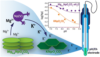 Graphical abstract: Np(v) double carbonate with magnesium: synthesis, solubility and transformation