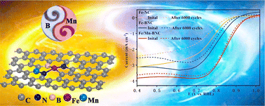 Graphical abstract: Complementary effect of co-doping Mn and B in Fe–N–C single-atom catalysts on enhancing the oxygen reduction reaction performance