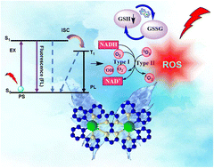 Graphical abstract: Butterfly-like photo-responsive cyclometalated Ir(iii) complex: emergence of a future cancer therapeutic agent