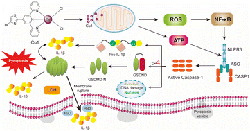 Graphical abstract: A copper complex with a thiazole-modified tridentate ligand: synthesis, structural characterization, and anticancer activity in B16-F10 melanoma cells