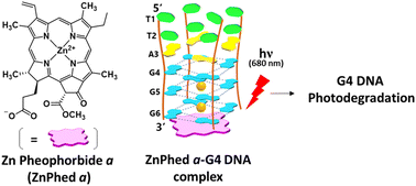 Graphical abstract: Structural and functional characterization of a complex of Zn(ii)-substituted pheophorbide a and all-parallel G-quadruplex DNA