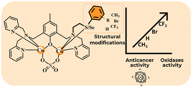 Graphical abstract: Structural influences on the oxidation and anticancer activities of dicopper(ii) complexes containing different selenium and sulfur ligands