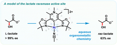 Graphical abstract: Organometallic nickel NCN pincer complex promotes l-lactate racemization in water