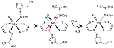 Graphical abstract: Impact of the second coordination sphere of the molybdopterin cofactor on the mechanism of formate dehydrogenase from Cupriavidus necator
