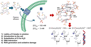 Graphical abstract: A new therapeutic perspective on metal-based drugs