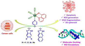 Graphical abstract: Re(i)–quinolinate–pyridyl complexes with disubstituted benzimidazole pharmacophores as anticancer agents
