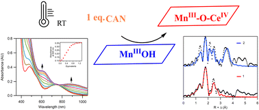Graphical abstract: Formation of a MnIII–O–CeIV species from a MnIII-hydroxo complex and ceric ammonium nitrate