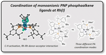 Graphical abstract: Coordination and C–H activation of an amidobis(phosphaalkene) ligand at rhodium(i)