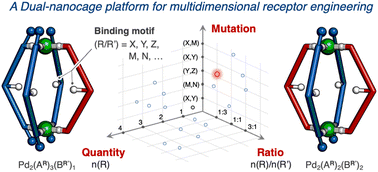 Graphical abstract: Multi-dimensional microenvironment engineering in heteroleptic coordination cages for programmable biomimetic recognition