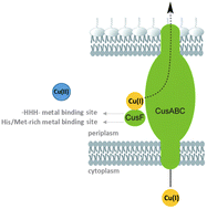 Graphical abstract: Two sites, two stories: sequence-driven divergence in Cu(ii) and Zn(ii) binding to CusF